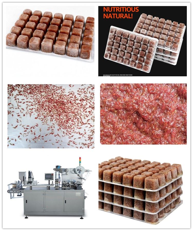 Frozen Brine Shrimp Blister packs