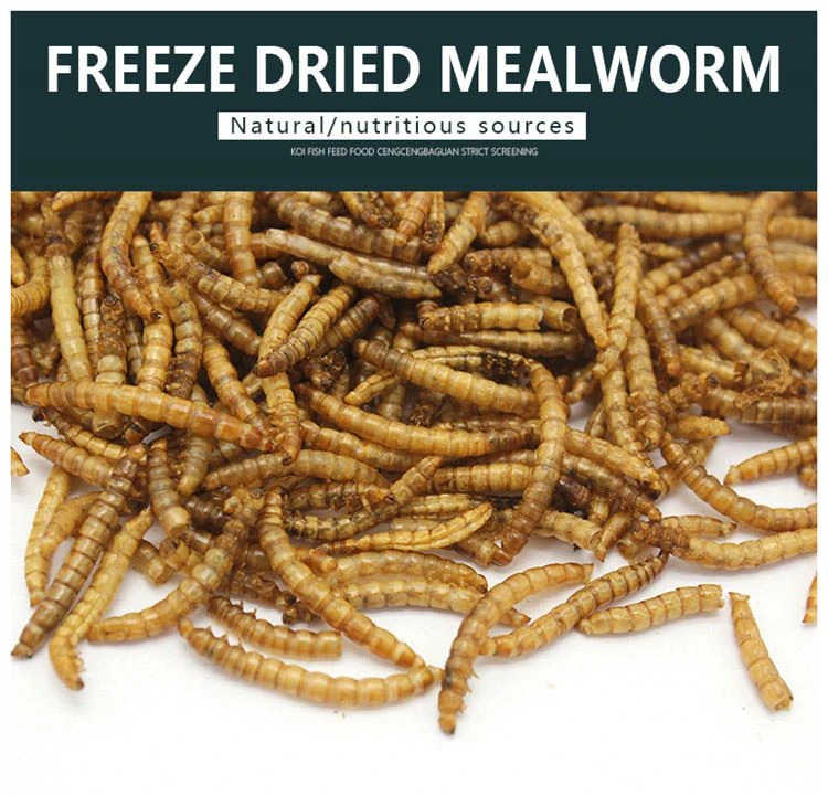dried mealworms