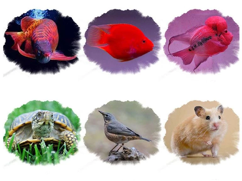 Freeze Dried Silkworm Pupae for animals