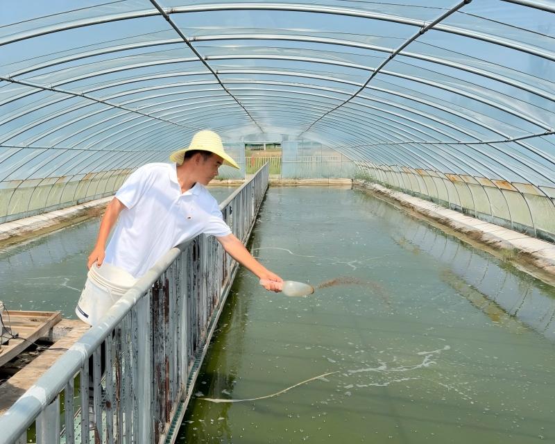 vannamei shrimp farming vannamei shrimp farming