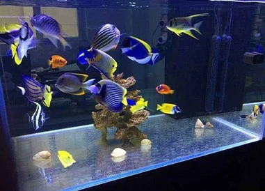 butterfly fish butterfly fish