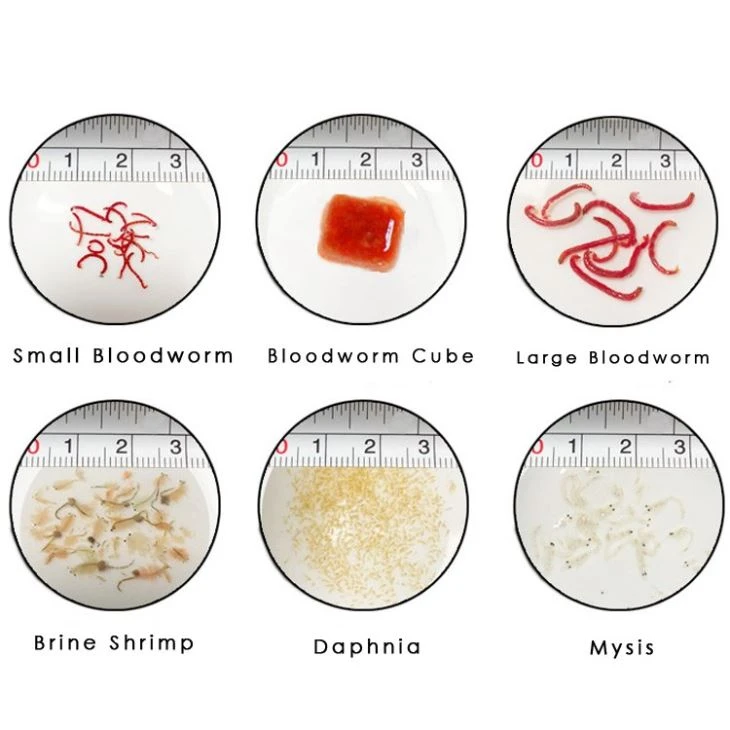 Frozen Brine shrimp and frozen bloodworm